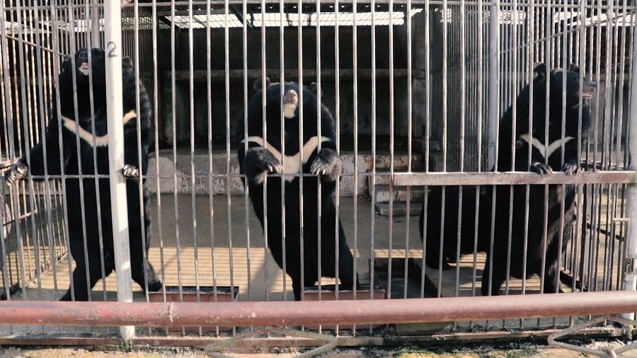 The Asiatic black bear is hunted in countries such as Vietnam and taken to "farms", where its bile - prized in traditional Chinese medicine - is extracted. (SPH Media)