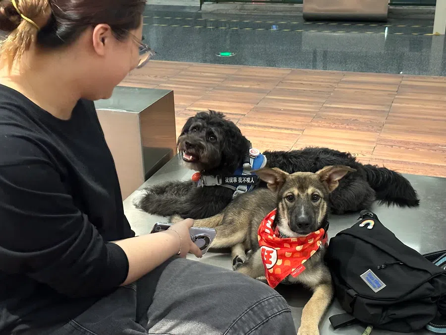 Yi Ke and her two dogs, a Schnauzer mix and a German Shepherd mix.