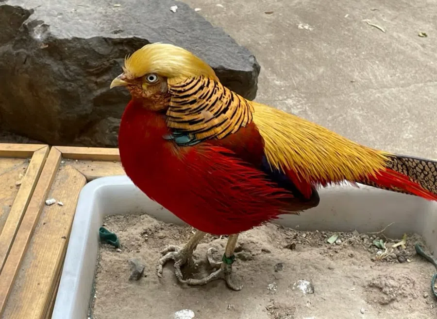 A golden pheasant at the Beijing Zoo, which netizens say is a Trump lookalike. (Internet)