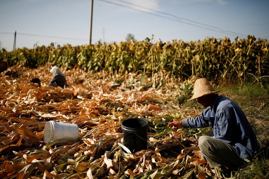 Farmers harvest corn in a field on the outskirts of Jiayuguan, Gansu province, China, on 28 September 2020. (Carlos Garcia Rawlins/Reuters)
