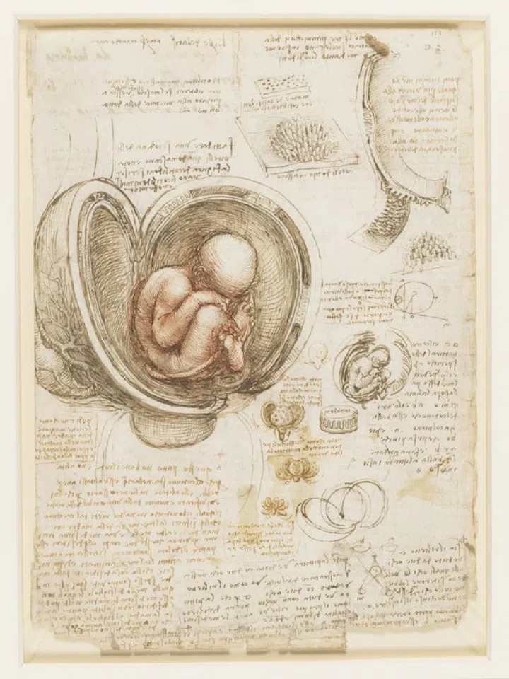 Leonardo da Vinci, Recto: The fetus in the womb. Verso: Notes on reproduction, with sketches of a fetus in utero, etc. c.1511, Royal Collection Trust. (Internet)