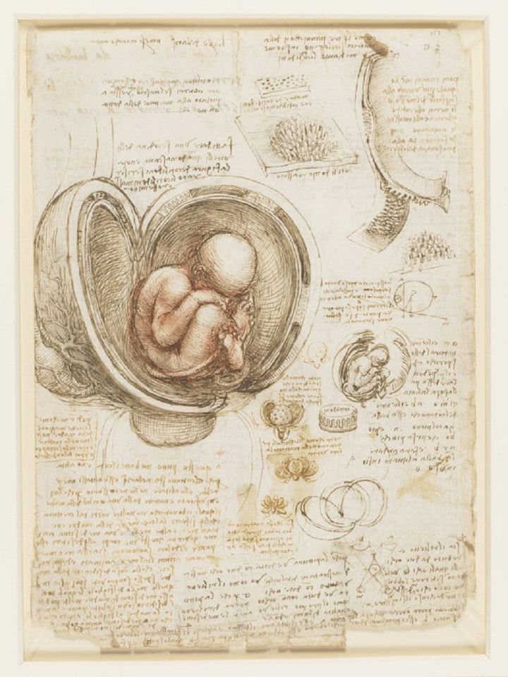 Leonardo da Vinci, Recto: The fetus in the womb. Verso: Notes on reproduction, with sketches of a fetus in utero, etc. c.1511, Royal Collection Trust. (Internet)