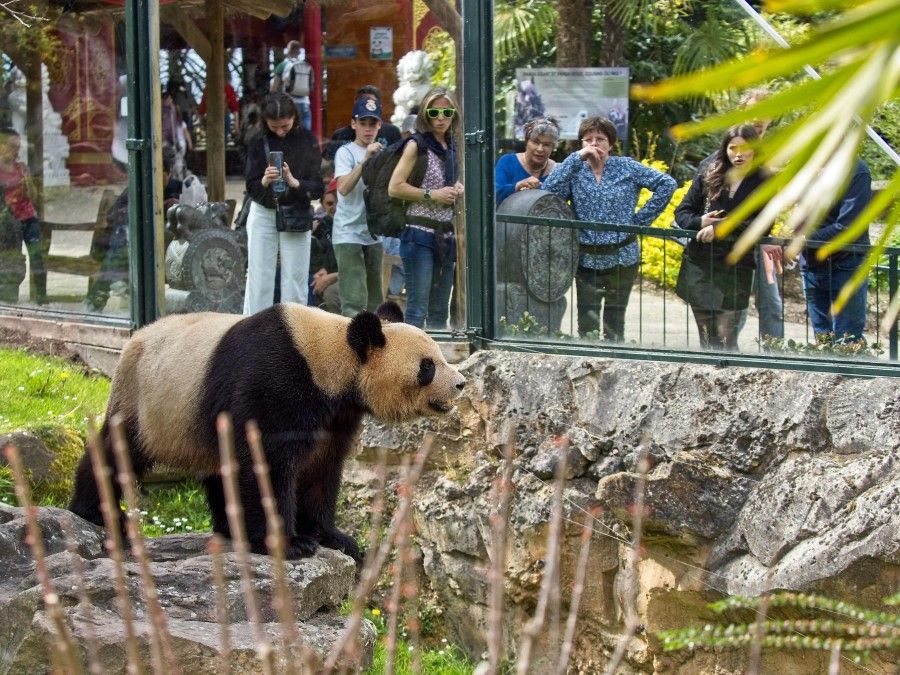 Visitors look at young male panda Yuan Meng standing inside its enclosure at The Beauval Zoo in Saint-Aignan-sur-Cher, central France on 28 April 2023. - Yuan Meng, whose name means "Wish Fulfillment", was the first baby panda born in France on August 4, 2017 and will leave France for China on July 4, 2023 after a month of quarantine. His parents Huan Huan (meaning "happy") and Yuan Zi ("chubby") are the only giant pandas living in France. (Guillaume Souvant/AFP)