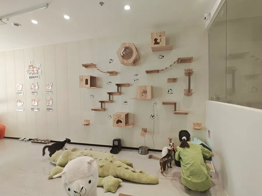 A cat cafe in Guangzhou.