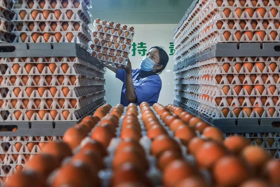 A worker transfers eggs at a hatchery in Xiaogan, Hubei, China, on 9 April 2020. (STR/AFP)