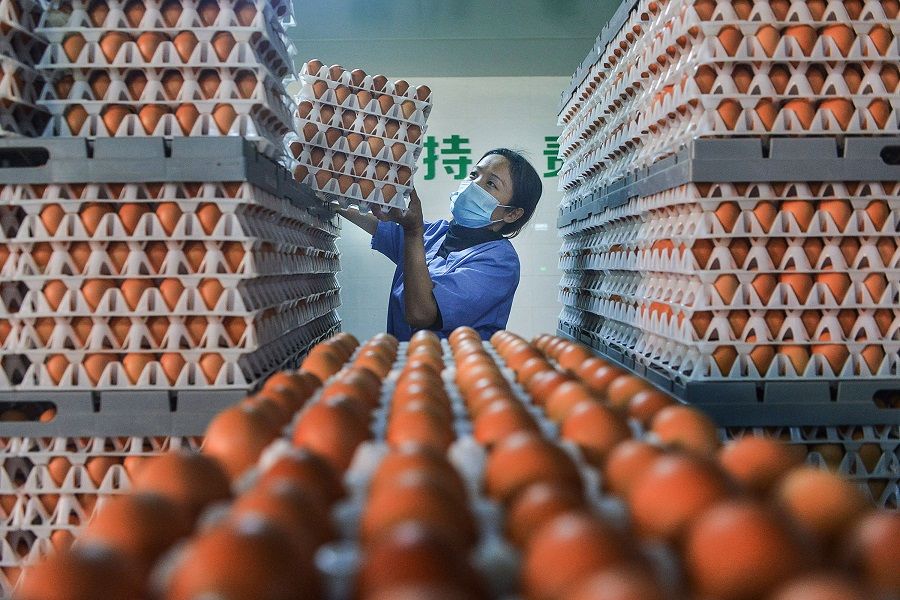 A worker transfers eggs at a hatchery in Xiaogan, Hubei, China, on 9 April 2020. (STR/AFP)