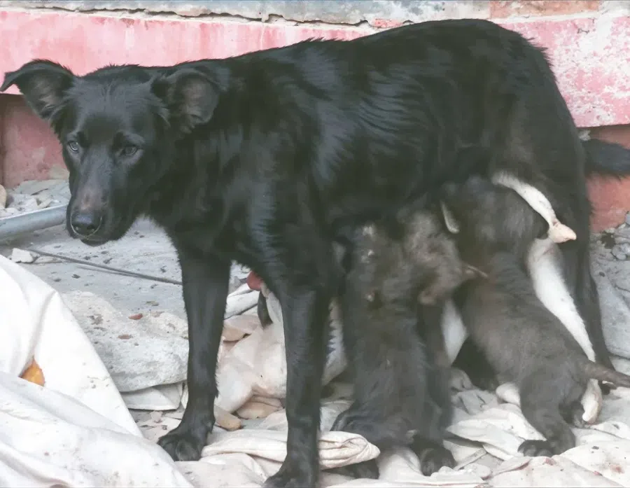 Xiaohei and her eight puppies. (Photo provided by Chiang Hsun)