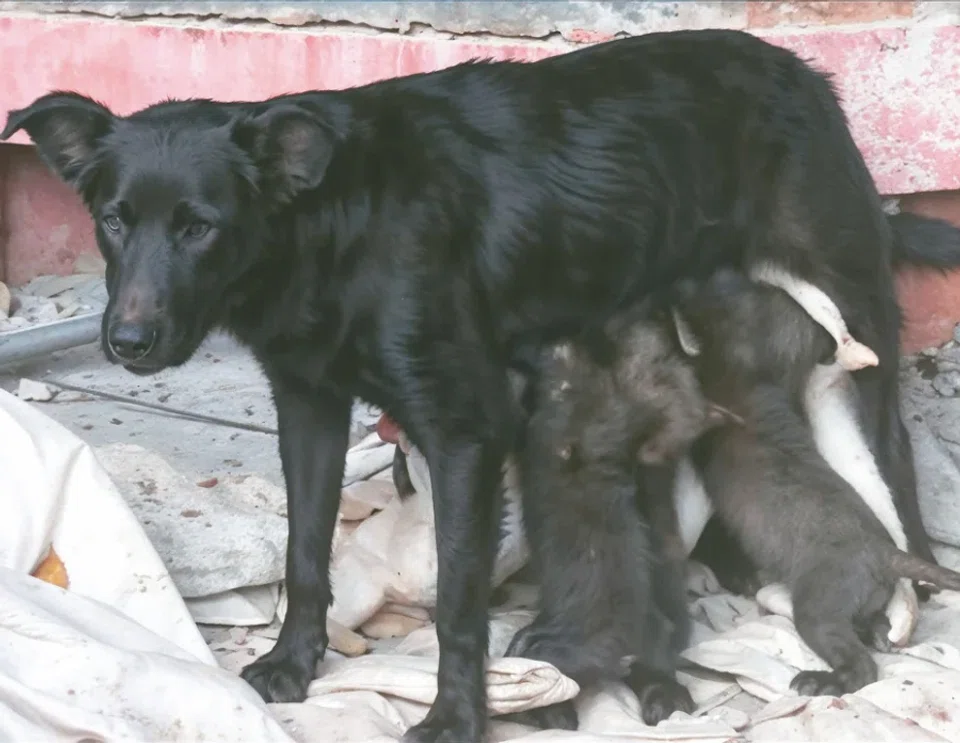 Xiaohei had become a mother, nurturing and protecting her eight puppies. (Photo provided by Chiang Hsun)