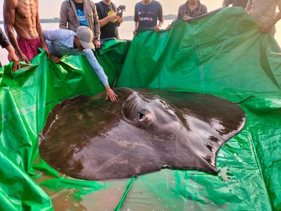 A giant stingray caught in the Mekong, June 2022. (Wonders of the Mekong/Facebook)