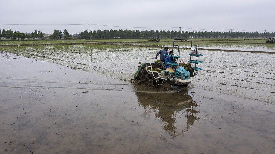A farmer plants rice seedlings using a rice transplanter in a paddy field on Chongming Island, in Shanghai, China, on 2 June 2022. (Qilai Shen/Bloomberg)