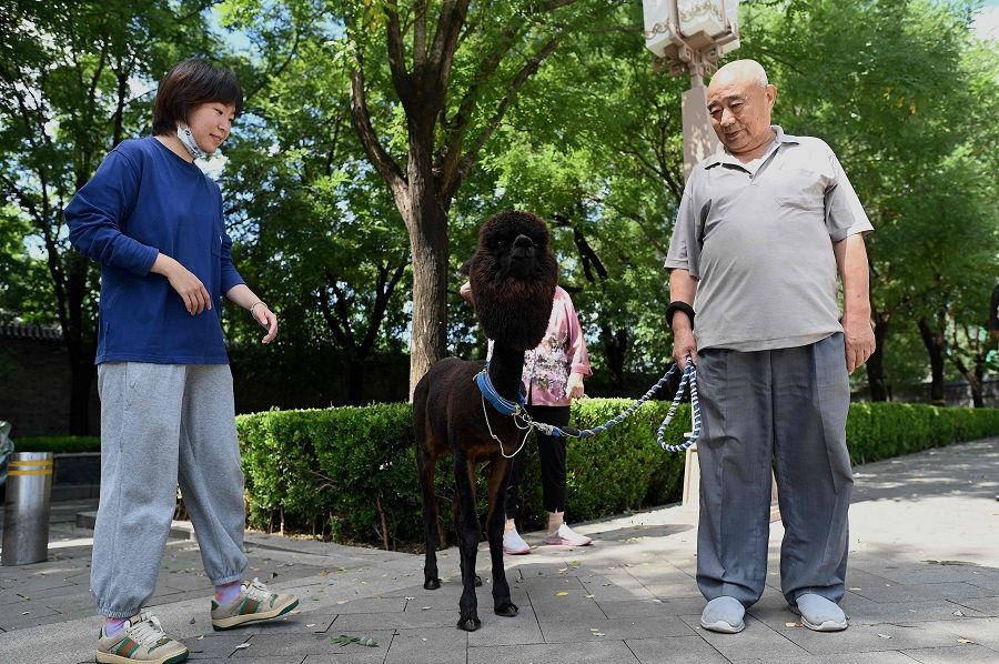 A man walks his pet alpaca in Beijing, China, on 6 September 2021. (Noel Celis/AFP)