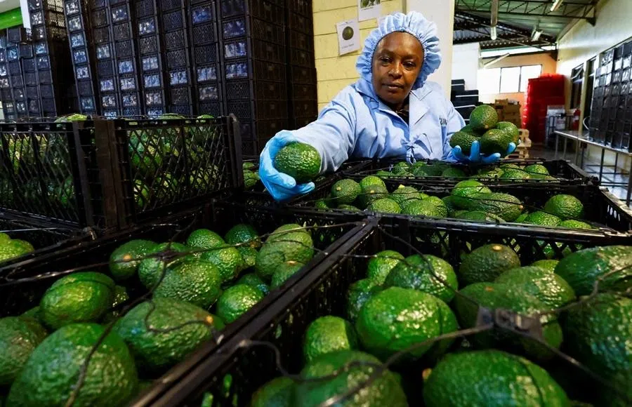 A worker sorts avocados for export to Chinese markets, at the Sunripe fresh fruits exporters factory in Limuru district of Kiambu County near Nairobi, Kenya, 4 June 2026.