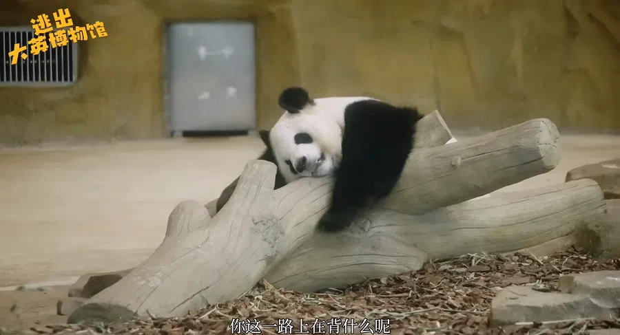 The lead actors saw the giant pandas in Chengdu.