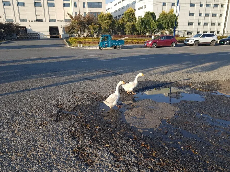 Cackling geese in a thoroughly urban setting in Changchun, China, October 2024.