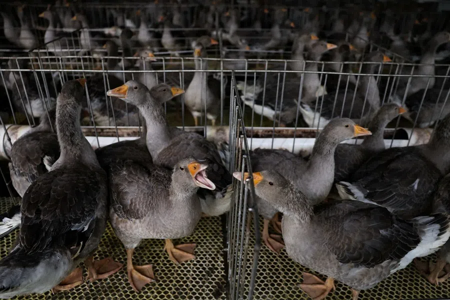 Geese are raised at a goose farm owned by foie gras producer Changhao Biotechnology Co in Huoqiu County, Anhui province, China, on 28 April 2026.