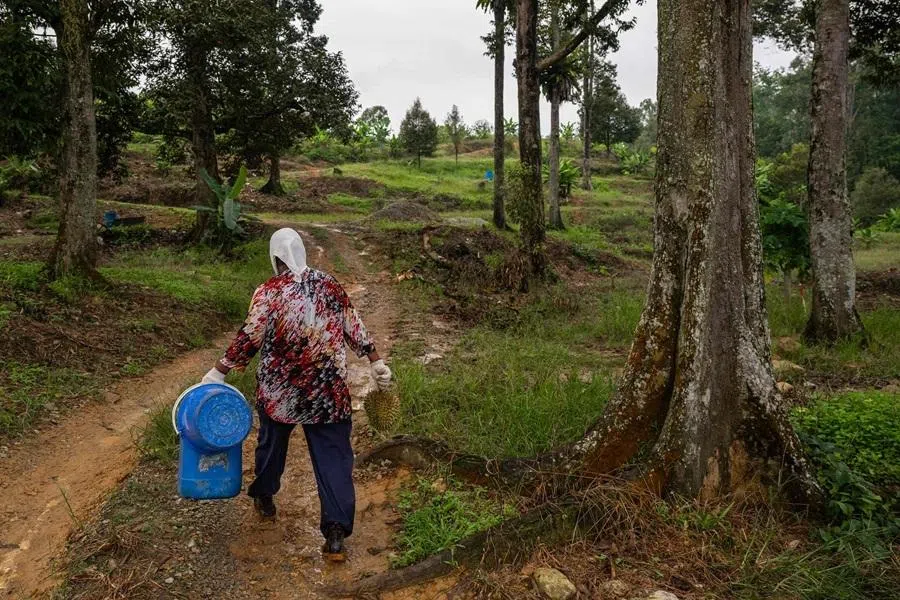 This photo taken on 24 June 2026 shows a worker carrying a durian from an orchard in Karak, Pahang, Malaysia.