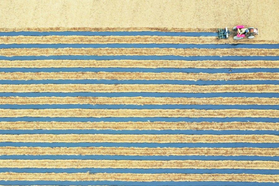 This aerial photo taken on 8 May 2022 shows a farmer planting red pepper seeds with a machine at a field in Bozhou in China's eastern Anhui province. (AFP)