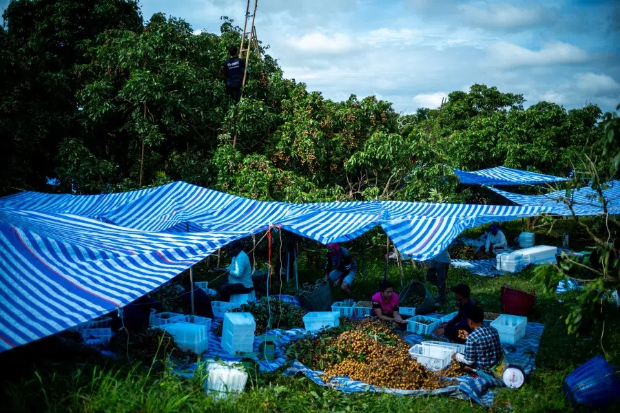 Refugees from Myanmar, who were granted work permits by the Thai government, work at a longan farm in Chanthaburi province, Thailand, on 6 November 2025. (Athit Perawongmetha/Reuters)