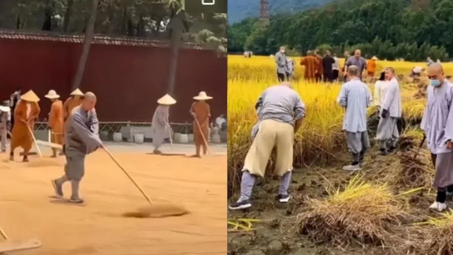 Since Abbot Shi Yinle’s appointment to Shaolin Temple, it is now compulsory for Shaolin monks to participate in scripture chanting at 4.30am each morning, followed by farming and meditation or martial arts training in the afternoon. (Internet)