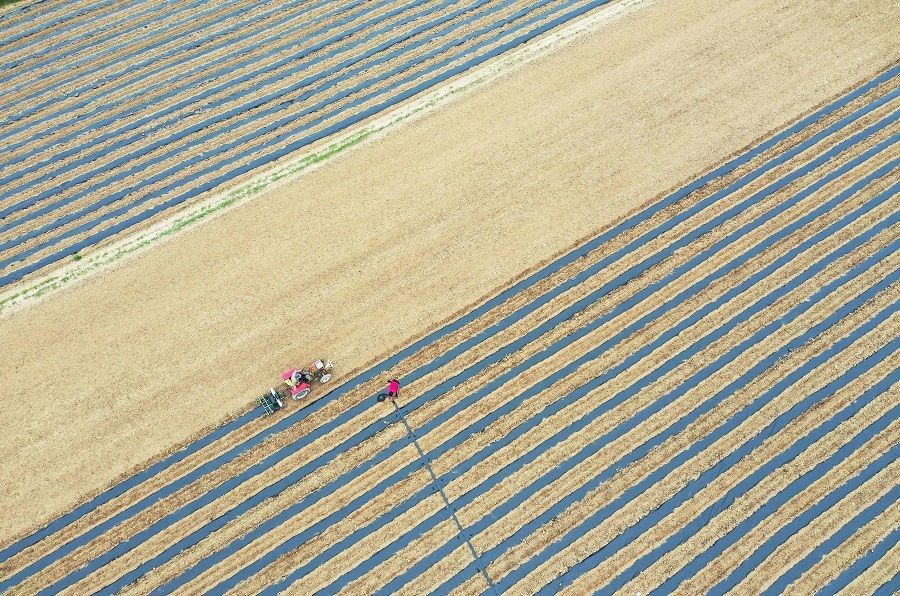This aerial photo taken on 8 May 2022 shows a farmer planting red pepper seeds with a machine at a field in Bozhou, Anhui province, China. (AFP)