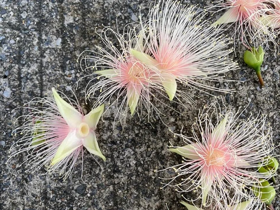 Barringtonia racemosa flowers. (Facebook/蔣勳)