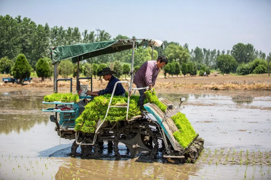 Farmers prepare to plant rice in a paddy in Haian, in China's eastern Jiangsu province on 22 June 2021. (STR/AFP)
