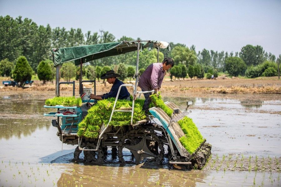 Farmers prepare to plant rice in a paddy in Haian, in China's eastern Jiangsu province on 22 June 2021. (STR/AFP)