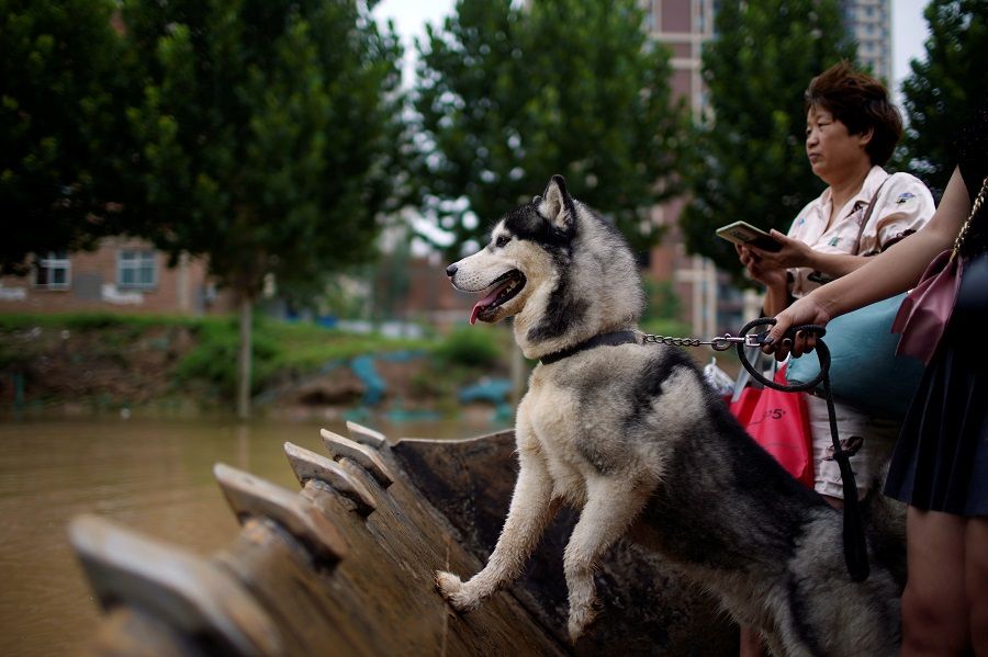 A dog rides with people on a front loader through a flooded road following heavy rainfall in Zhengzhou, Henan province, China, 23 July 2021. (Aly Song/Reuters)