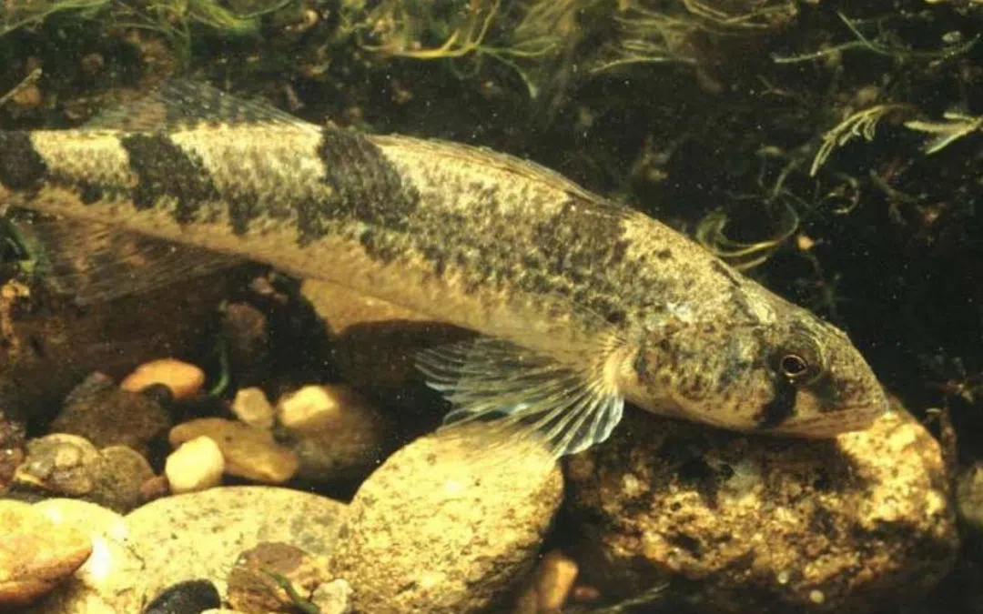 The snail darter, a species of small freshwater fish. (Internet)