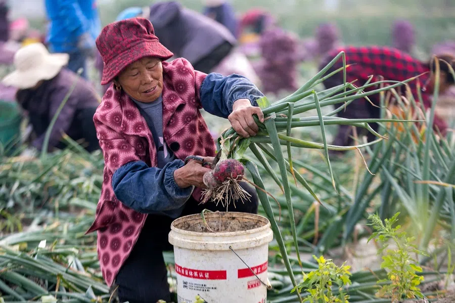 A farmer harvests onions in a field in Shandong province, China, on 23 May 2022. (AFP)