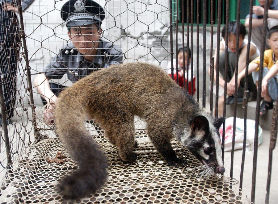 This file picture taken on 26 May 2003 shows a policeman watching over a civet cat captured in the wild by a farmer in Wuhan. The animal-borne SARS virus 17 years ago was supposed to be a wake-up call about consuming wildlife as food, but scientists say China's latest epidemic indicates that the practice remains widespread and a growing risk to human health. (STR/AFP)