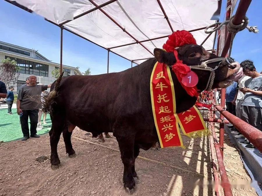 Pingliang Red Cattle is a premium cattle breed bred through seletive breeding and refinement. (Internet)
