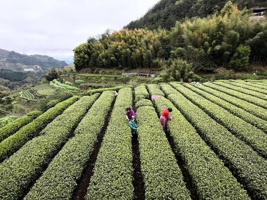 Songyang is known for its tea.
