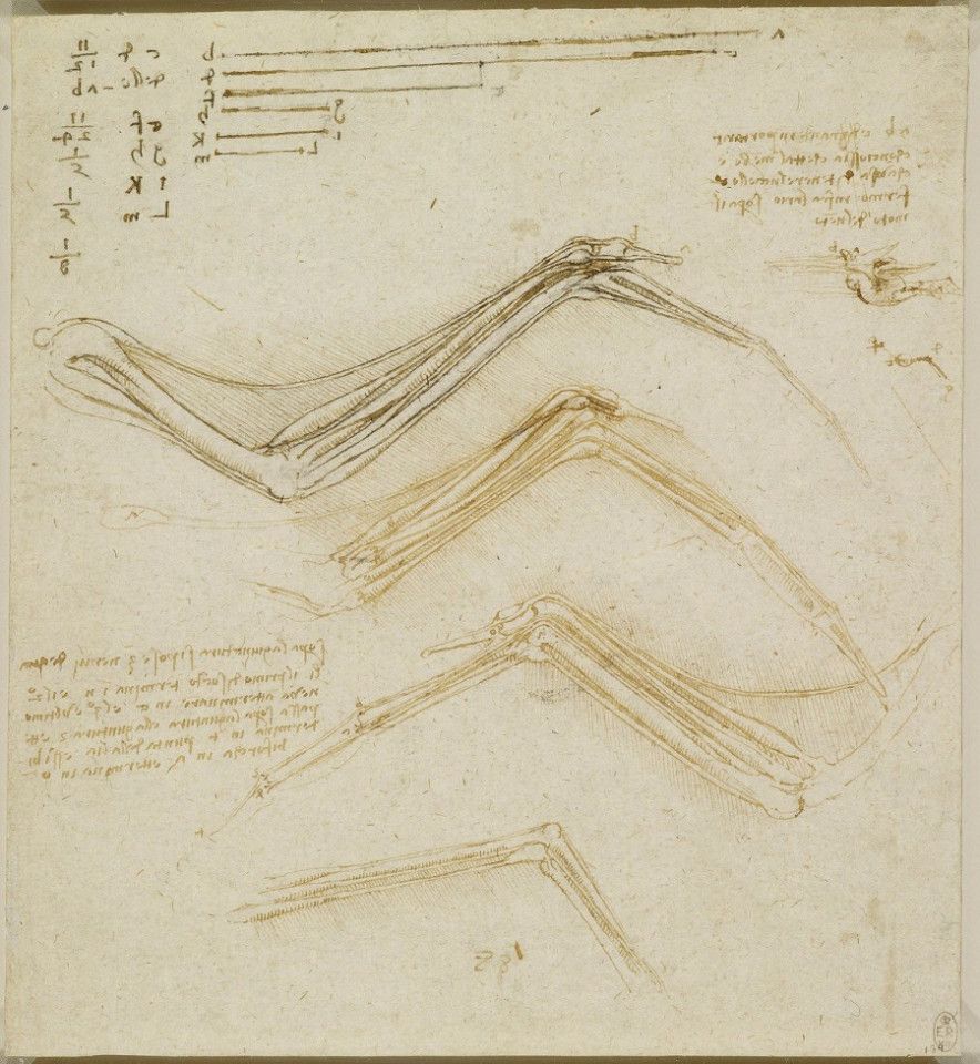 Leonardo da Vinci, The bones and muscles of a bird's wing c.1512-13, Royal Collection Trust. (Internet)