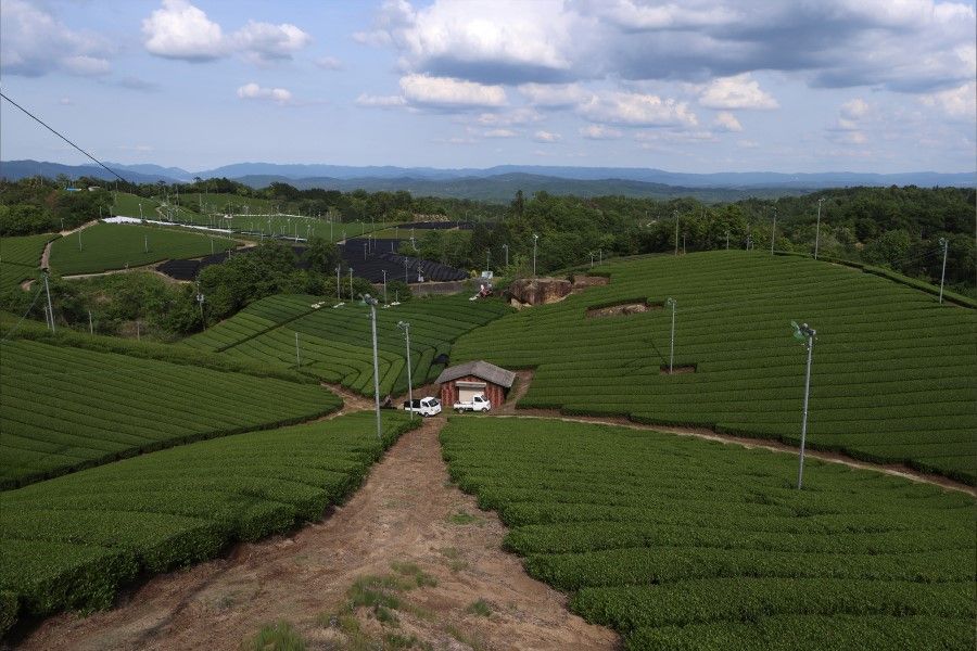 Tea leaves grow in a field at a tea plantation in Minamiyamashiro, Kyoto, Japan on 14 May 2021. (Buddhika Weerasinghe/Bloomberg)
