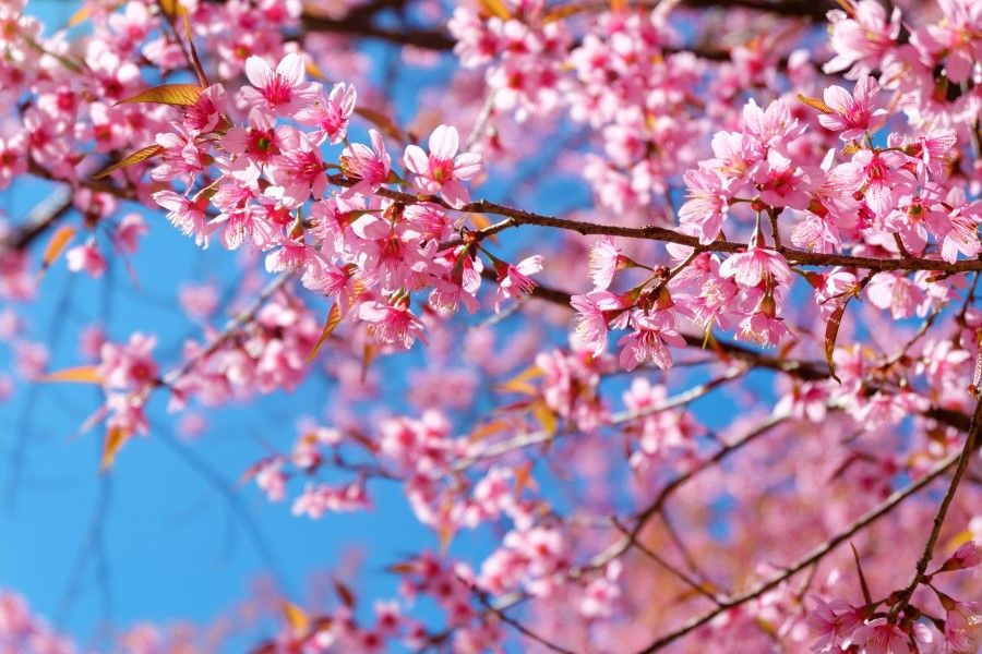 Sakura or cherry blossoms are a common symbol of mono no aware, or a sensitivity to the impermanence of things in life. (iStock)