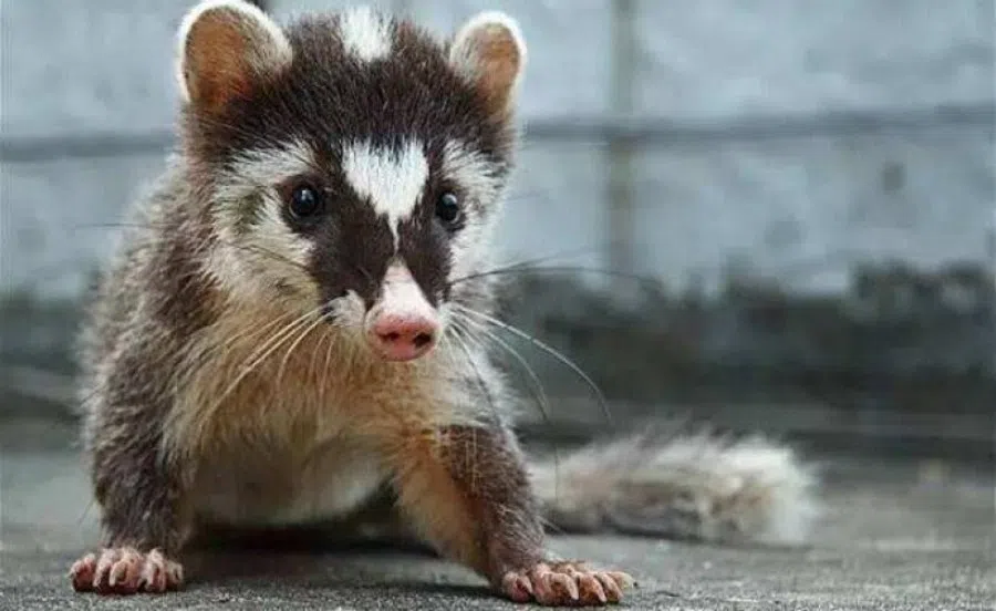 The masked palm civet. (Internet)