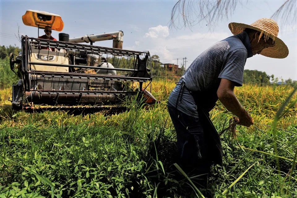 A farmer picks ears of rice left over by a paddy harvester as the region experiences a drought outside Jiujiang city, Jiangxi province, China, 27 August 2022. (Thomas Peter/Reuters)