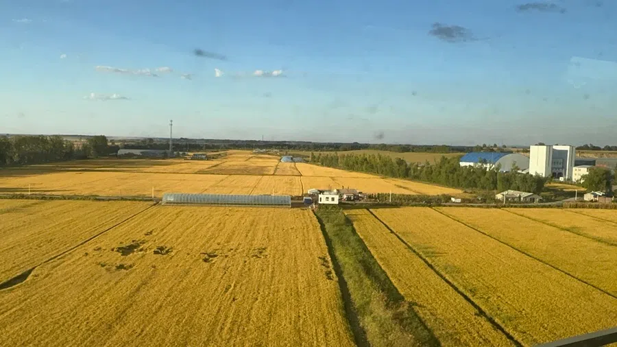 Swathes of farmland seen during the train ride from Harbin to Jiamusi, Heilongjiang, on 29 September 2026.