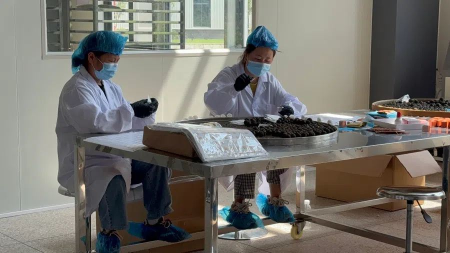 Workers work at Hong Kong-based Sunwah Group’s modern tea factory in Malipo. (Sim Tze Wei/SPH Media)