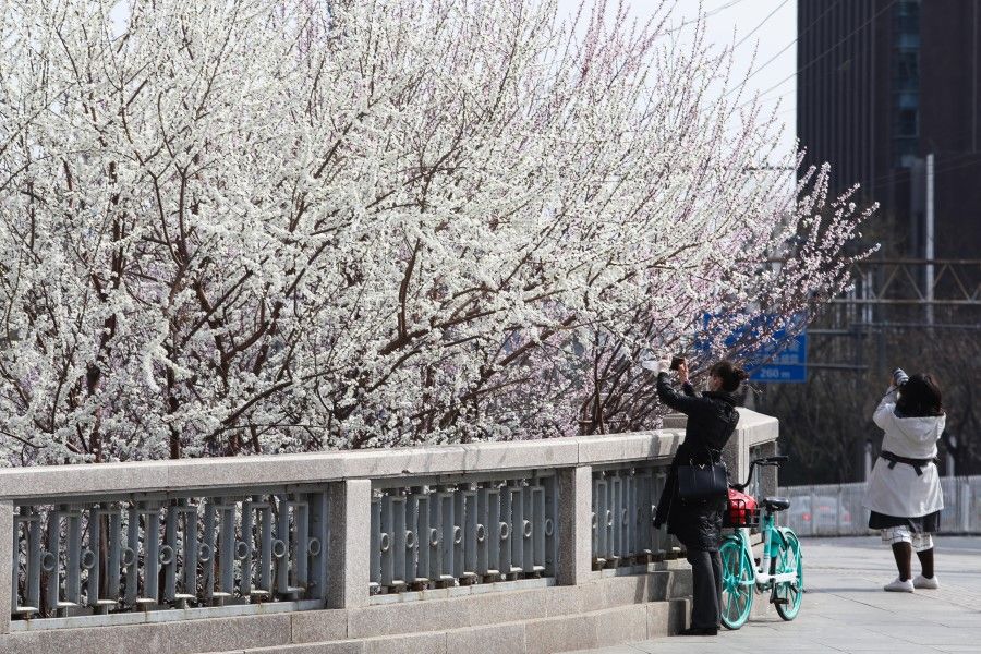 Cherry blossoms on the Fuchengmen Bridge in Beijing attract passers-by to stop and take a photo, 16 March 2020. (Jiang Qiming/CNS)