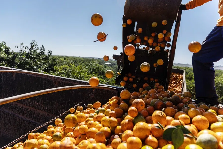 Workers harvest oranges at a citrus farm in Aguai, Sao Paulo state, Brazil, on 11 August 2025. (Dado Galdieri/Bloomberg)