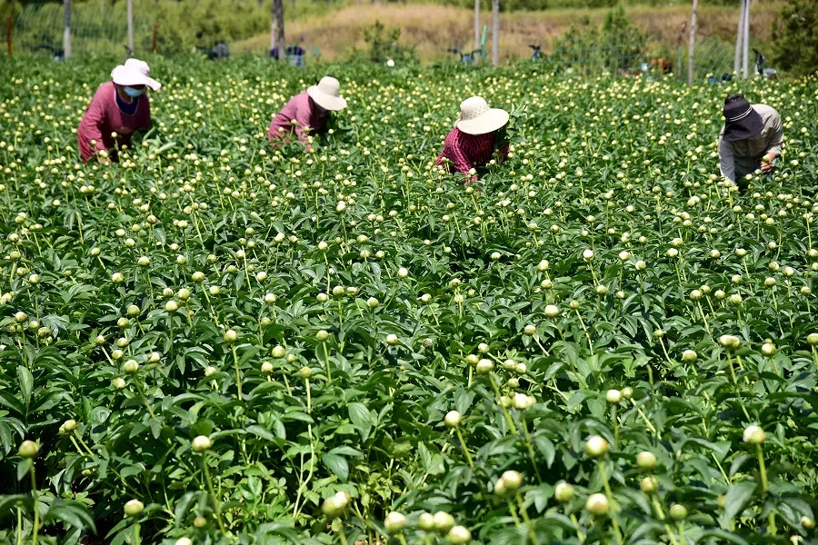 Workers pick fresh-cut flowers at a flower field in Handan, Hebei province, China, on 16 May 2023. (AFP)
