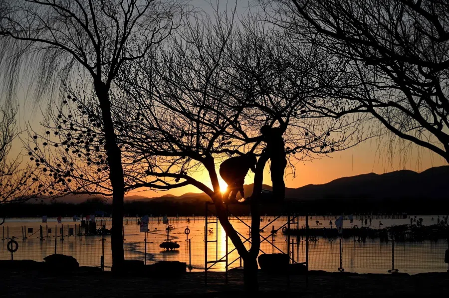 Workers decorate a tree with lanterns during sunset at the Summer Palace in Beijing, China, on 12 January 2022. (Jade Gao/AFP)