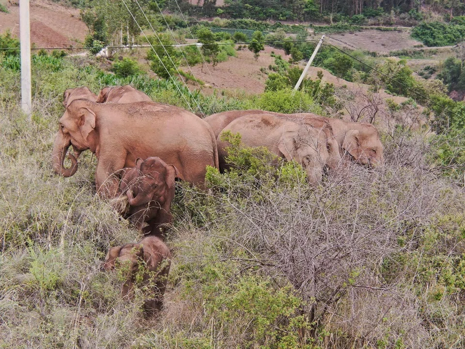 This handout photo taken on 20 June 2021 and released on 24 June by Yunnan Provincial Command of the Safety Precautions of the Migrating Asian Elephants shows elephants, part of a herd which had wandered 500 kilometres north from their natural habitat, walking near Yuxi city, Yunnan province, China. (Handout/Yunnan Provincial Command of the Safety Precautions of the Migrating Asian Elephants/AFP)