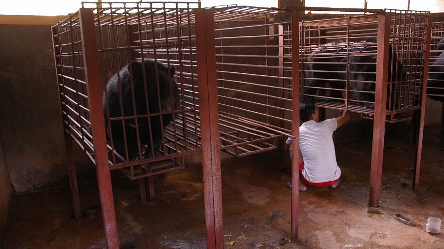 A bear ''farm'' worker extracting bile from an Asiatic black bear in Boten, Laos. (SPH Media)