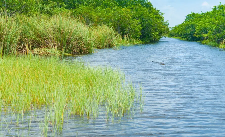 Green grass by the river bank and clear blue skies in the distance. (iStock)