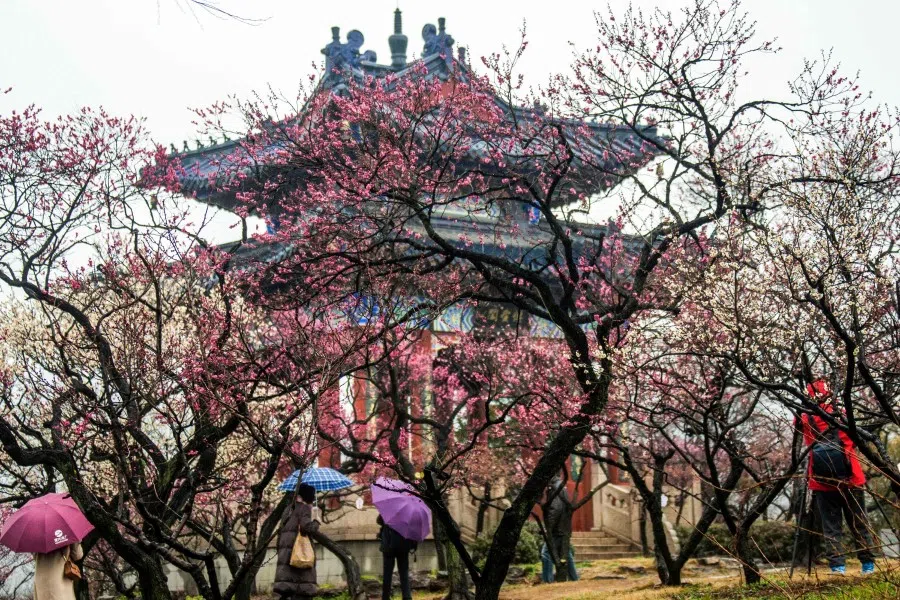 People watch plum blossoms in Nanjing, in China's eastern Jiangsu province on 13 February 2023. (AFP)