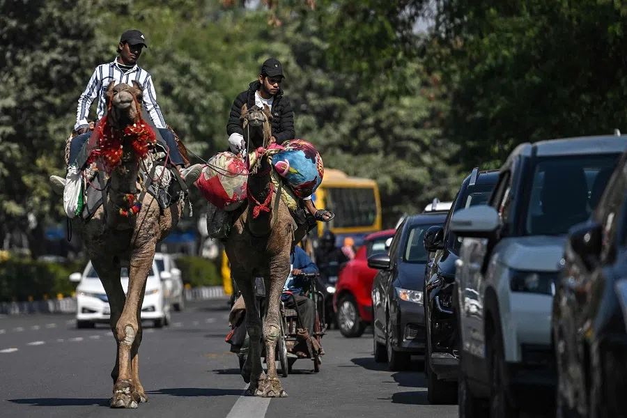 Men ride camels along a road in New Delhi on 7 February 2025. (Arun Sankar/AFP)