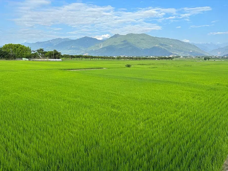 The magnificent rice fields in Chishang. (Facebook/蔣勳)